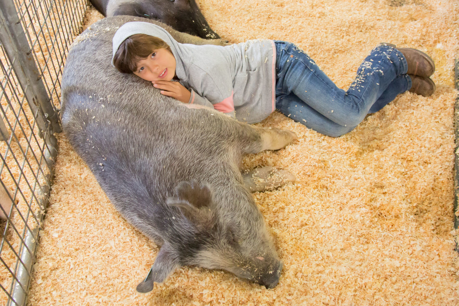 070919 SB Fair Animal Judging 17.jpg
